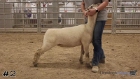 Ewe#2