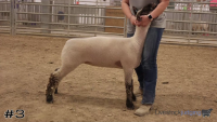 Ewe#3