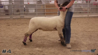 Ewe#4