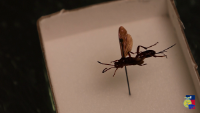 Insect#11