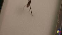 Insect#21