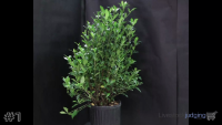Shrub#1