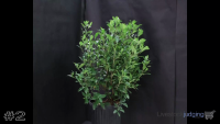 Shrub#2