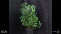 Shrub#3