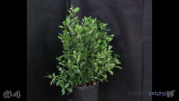 Shrub#4