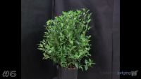 Shrub#5
