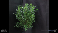 Shrub#6