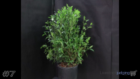 Shrub#7