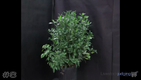 Shrub#8