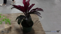 Plant#10