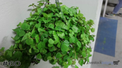 Plant#60