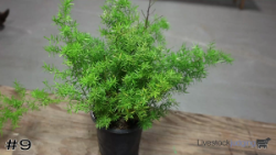 Plant#9