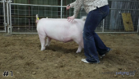 Pig#1