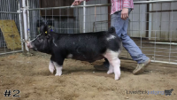 Pig#2