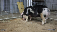 Pig#3