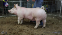 Pig#4