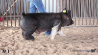 Pig#1
