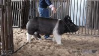 Pig#2