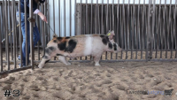 Pig#3