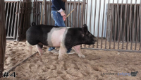Pig#4