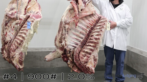 Class #2 Beef Carcasses thumbnail