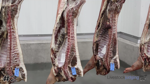Class #5 Pork Carcasses thumbnail