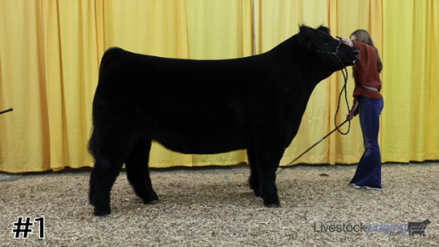 livestock judging