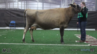 Cow#2