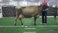 Cow#3