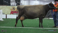 Cow#4