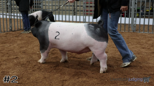 livestock judging
