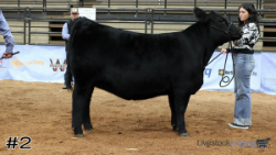 Heifer#2
