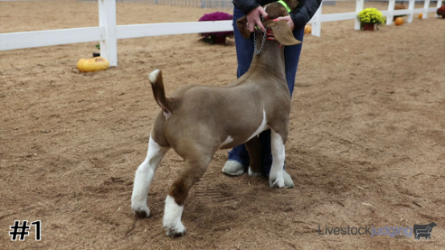 livestock judging