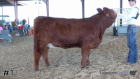 Heifer#1