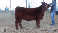 Heifer#2