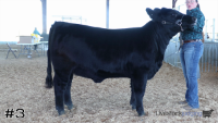 Heifer#3