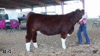 Heifer#4