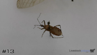 Specimen#13