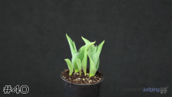 Plant#40