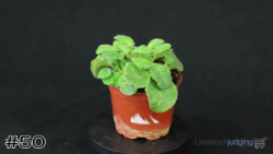 Plant#50