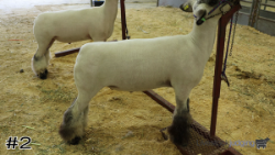 Lamb#2