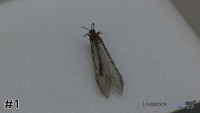 Specimen#1