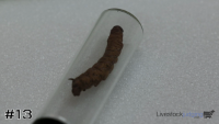 Specimen#13