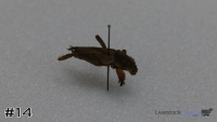 Specimen#14