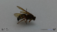 Specimen#15