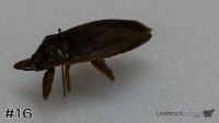 Specimen#16