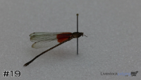 Specimen#19