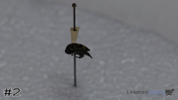 Specimen#2