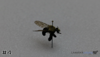Specimen#4