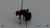 Specimen#6